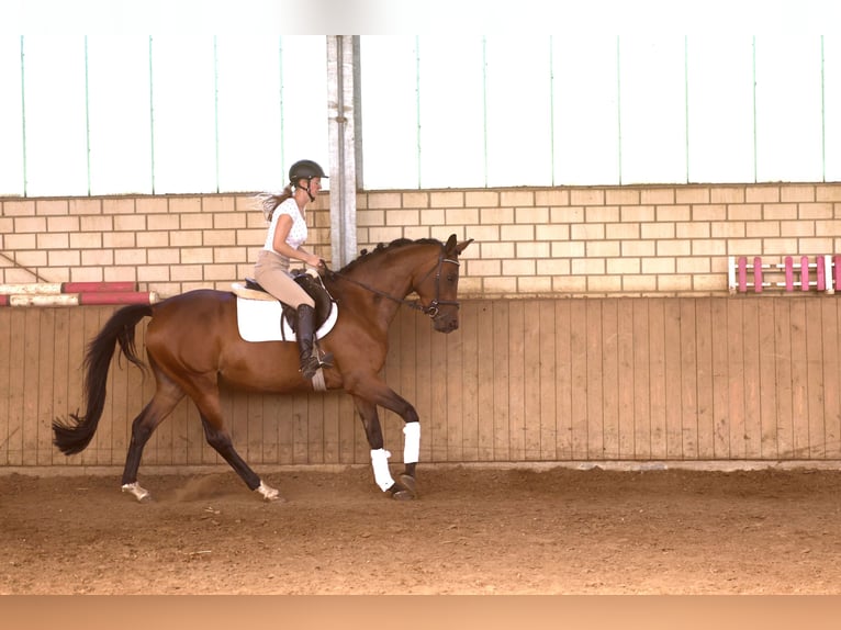 Trakehner Stute 4 Jahre 165 cm Brauner in Emmerthal