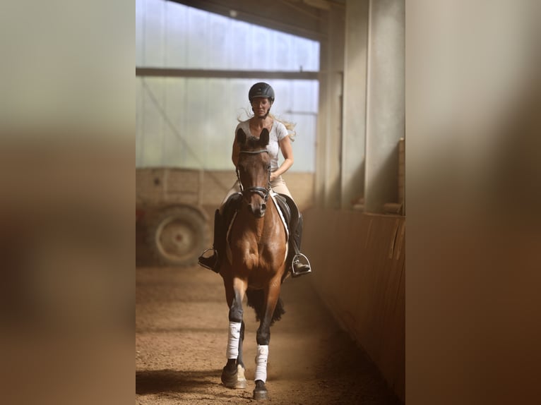 Trakehner Stute 4 Jahre 165 cm Brauner in Emmerthal