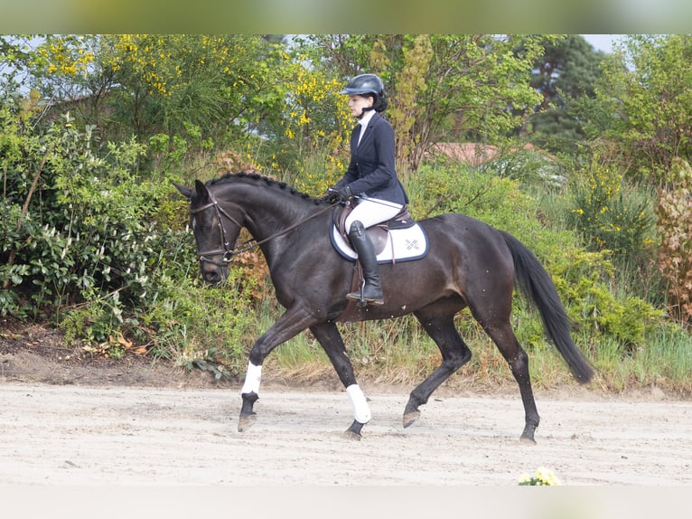 Trakehner Stute 4 Jahre 165 cm Dunkelbrauner in Buchholz in der Nordheide