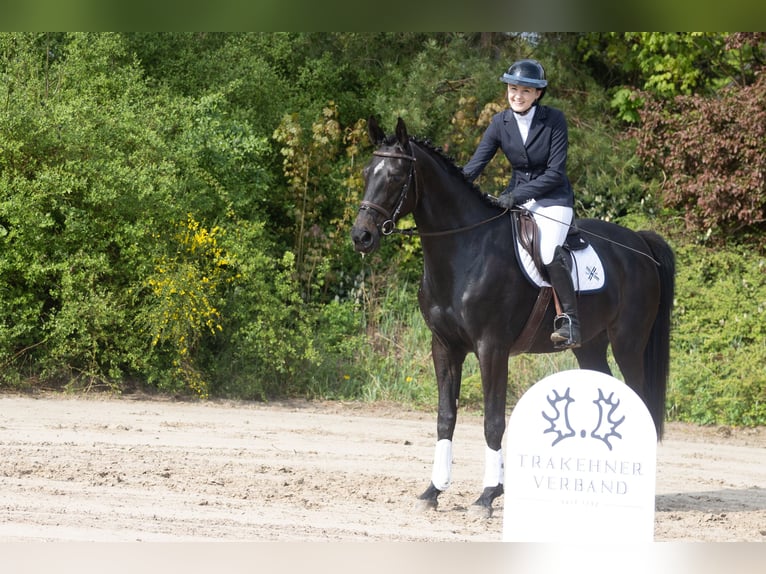 Trakehner Stute 4 Jahre 165 cm Dunkelbrauner in Buchholz in der Nordheide