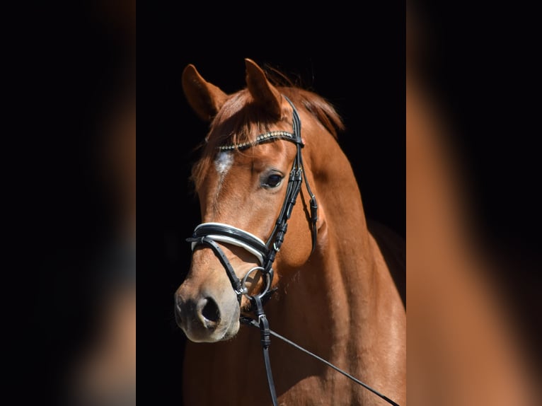 Trakehner Stute 4 Jahre 165 cm Fuchs in Herbstein