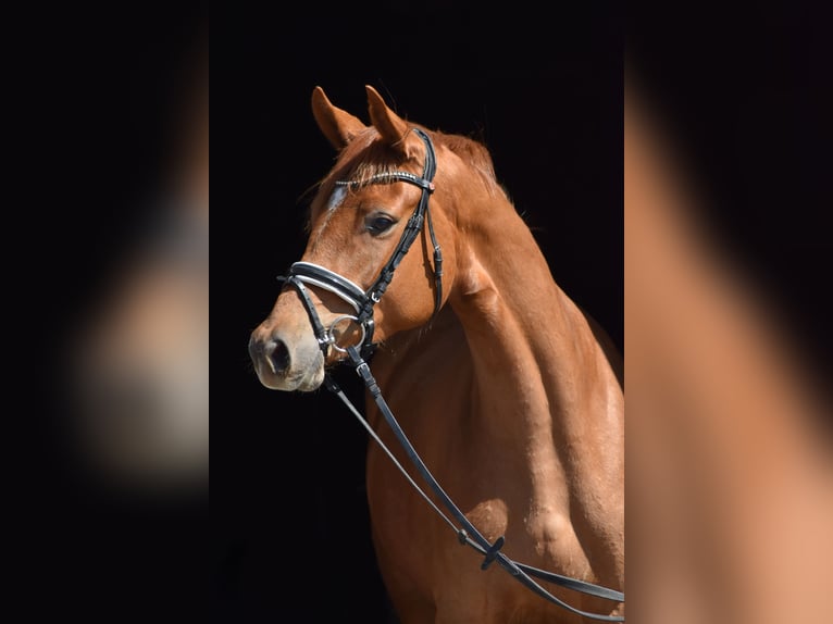 Trakehner Stute 4 Jahre 165 cm Fuchs in Herbstein