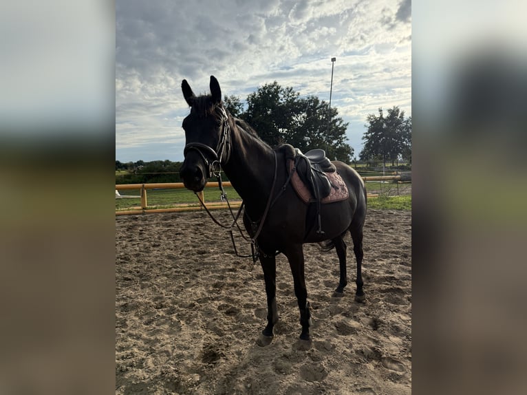 Trakehner Stute 4 Jahre 165 cm Rappe in Lutherstadt Wittenberg