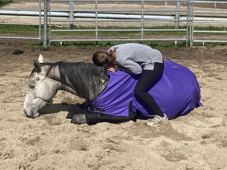 Trakehner Stute 4 Jahre 165 cm Schimmel in ScharbeutzScharbeutz