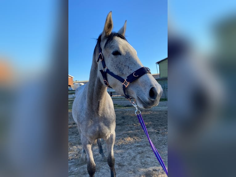 Trakehner Stute 4 Jahre 165 cm Schimmel in ScharbeutzScharbeutz
