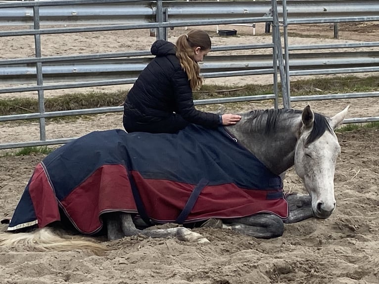 Trakehner Stute 4 Jahre 165 cm Schimmel in ScharbeutzScharbeutz