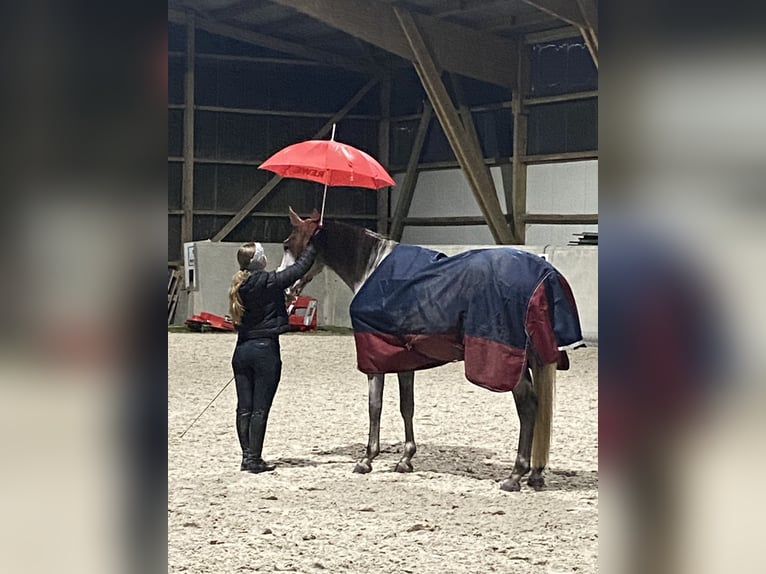 Trakehner Stute 4 Jahre 165 cm Schimmel in ScharbeutzScharbeutz