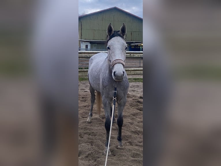 Trakehner Stute 4 Jahre 165 cm Schimmel in ScharbeutzScharbeutz
