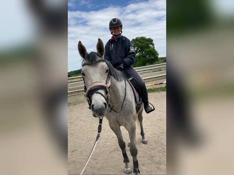 Trakehner Stute 4 Jahre 165 cm Schimmel in ScharbeutzScharbeutz