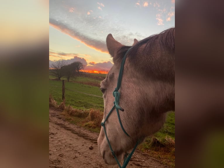 Trakehner Stute 4 Jahre 165 cm Schimmel in ScharbeutzScharbeutz