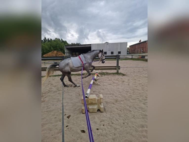 Trakehner Stute 4 Jahre 165 cm Schimmel in ScharbeutzScharbeutz
