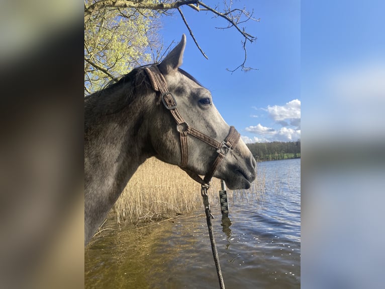 Trakehner Stute 4 Jahre 165 cm Schimmel in ScharbeutzScharbeutz