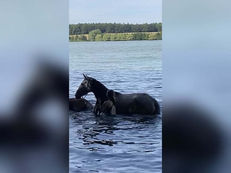 Trakehner Stute 4 Jahre 165 cm Schimmel in ScharbeutzScharbeutz