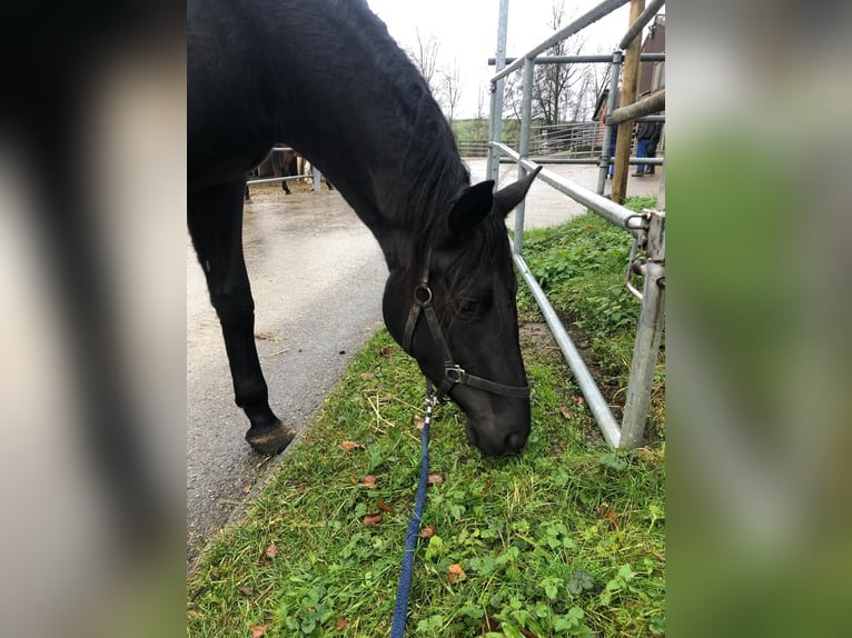 Trakehner Stute 4 Jahre 165 cm Schwarzbrauner in Neukirch an der Thur