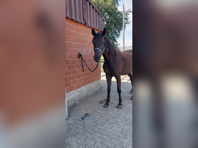 Trakehner Stute 4 Jahre 165 cm Schwarzbrauner in Neukirch an der Thur