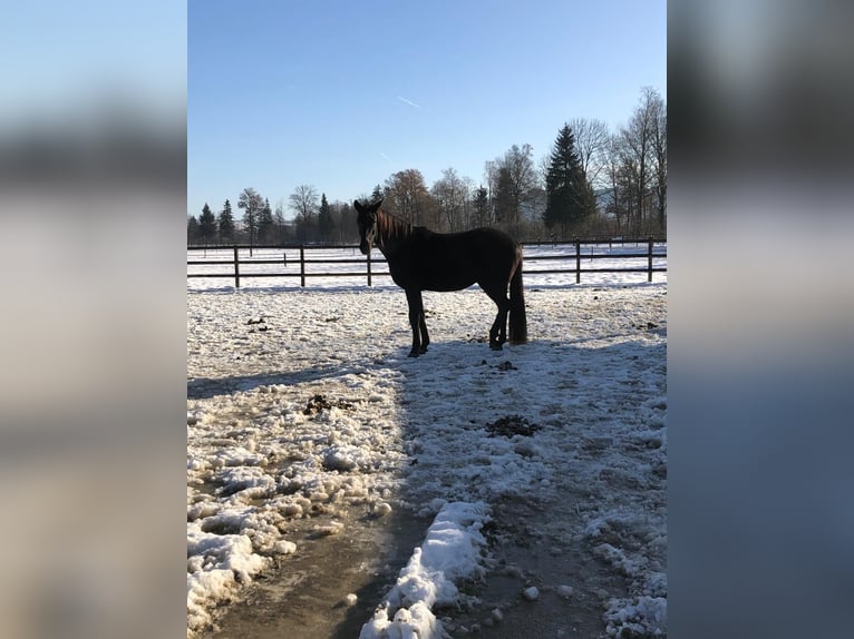 Trakehner Stute 4 Jahre 165 cm Schwarzbrauner in Neukirch an der Thur