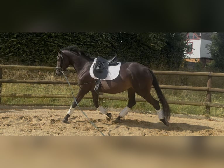 Trakehner Stute 4 Jahre 167 cm Dunkelbrauner in Niestetal