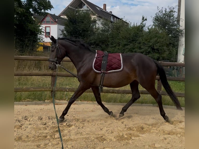 Trakehner Stute 4 Jahre 167 cm Dunkelbrauner in Niestetal