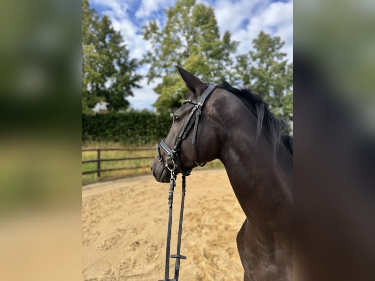 Trakehner Stute 4 Jahre 167 cm Dunkelbrauner in Niestetal