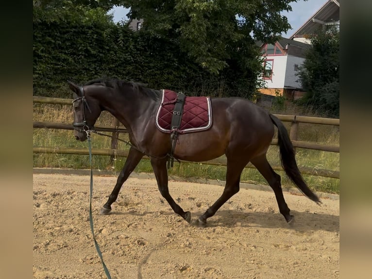 Trakehner Stute 4 Jahre 167 cm Dunkelbrauner in Niestetal