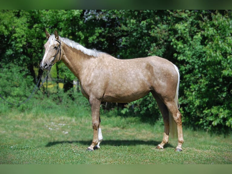 Trakehner Stute 4 Jahre 167 cm Palomino in Holzkirchen