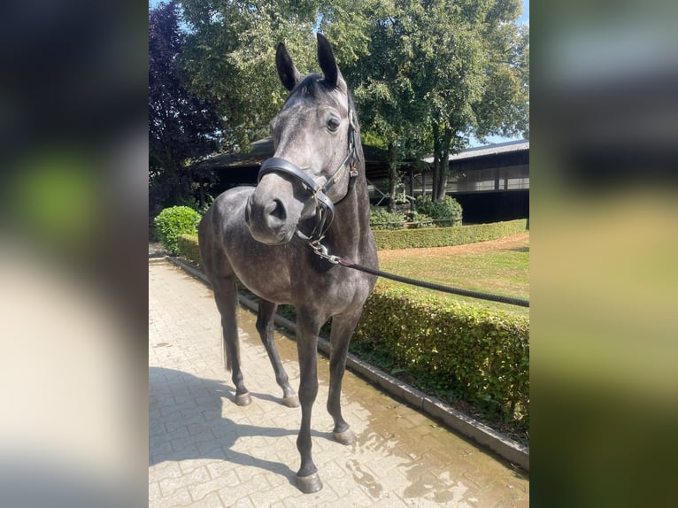 Trakehner Stute 4 Jahre 167 cm Schimmel in Schwerte