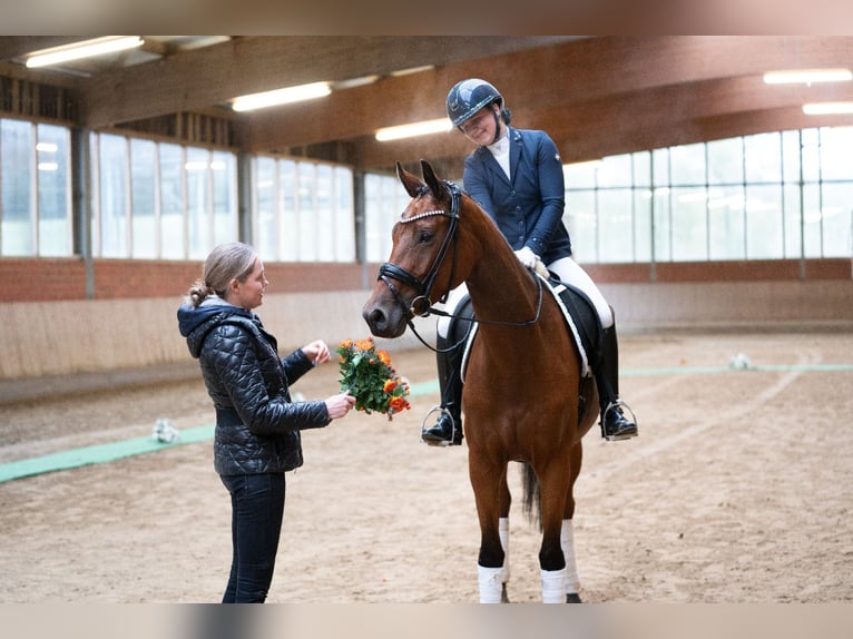 Trakehner Stute 4 Jahre 168 cm Brauner in Warendorf