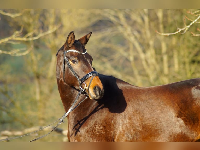 Trakehner Stute 4 Jahre 168 cm Brauner in M&#xFC;nster