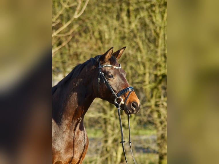 Trakehner Stute 4 Jahre 168 cm Brauner in M&#xFC;nster
