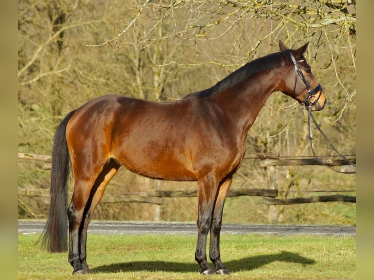 Trakehner Stute 4 Jahre 168 cm Brauner in M&#xFC;nster