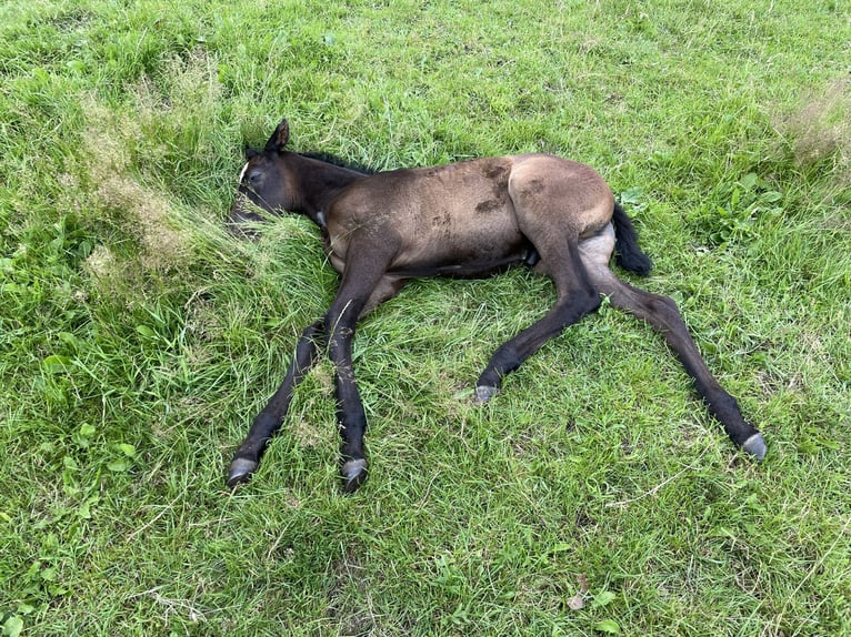 Trakehner Stute 4 Jahre 168 cm in Wildeshausen Trakehner Stute 4 Jahre 168 cm in Wildeshausen