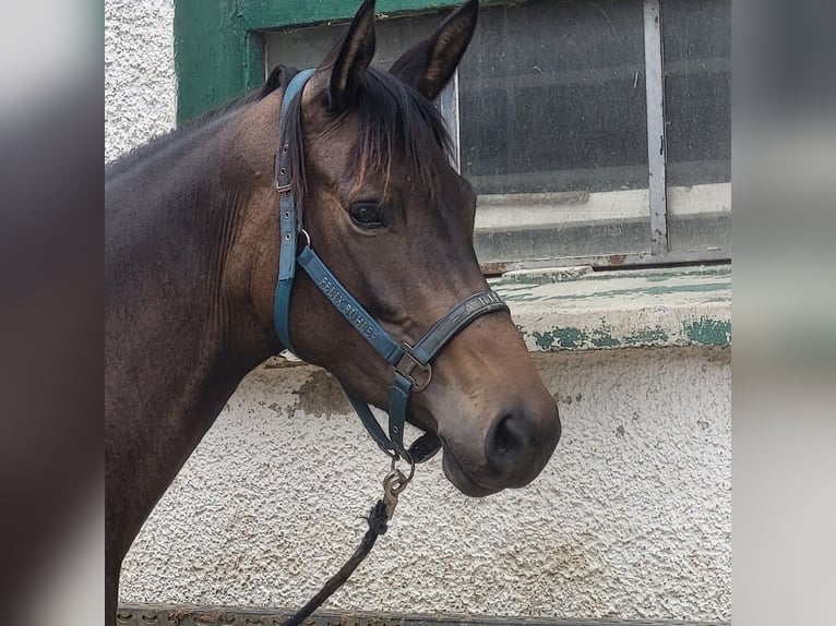 Trakehner Stute 4 Jahre 168 cm Dunkelbrauner in Adelsried