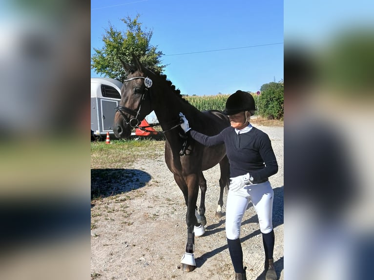 Trakehner Stute 4 Jahre 168 cm Dunkelbrauner in Königsbrunn