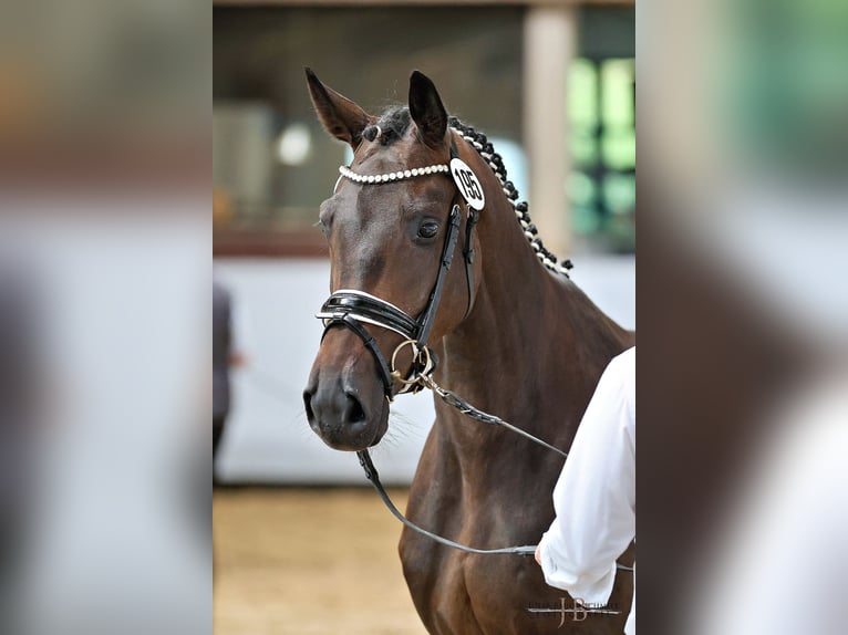 Trakehner Stute 4 Jahre 168 cm Dunkelbrauner in Königsbrunn