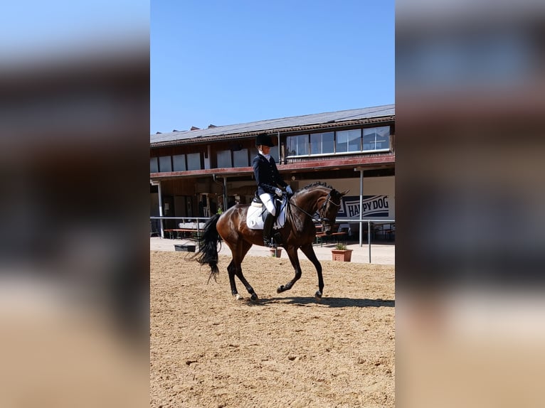 Trakehner Stute 4 Jahre 168 cm Dunkelbrauner in Neuburg an der Kammel