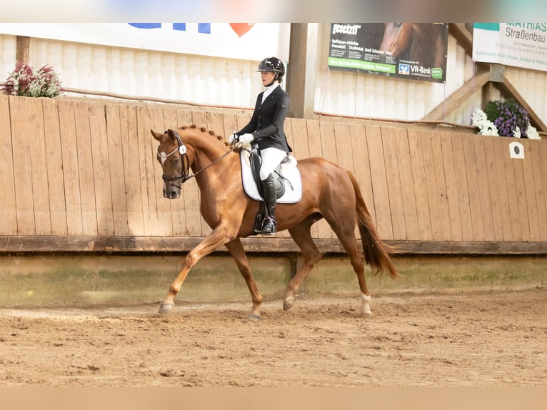 Trakehner Stute 4 Jahre 168 cm Fuchs in Ratingen