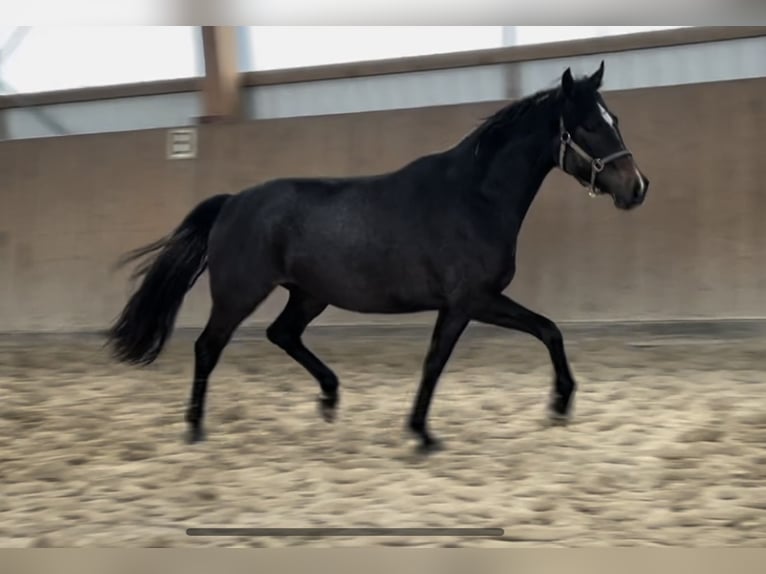 Trakehner Stute 4 Jahre 168 cm Kann Schimmel werden in Vechta