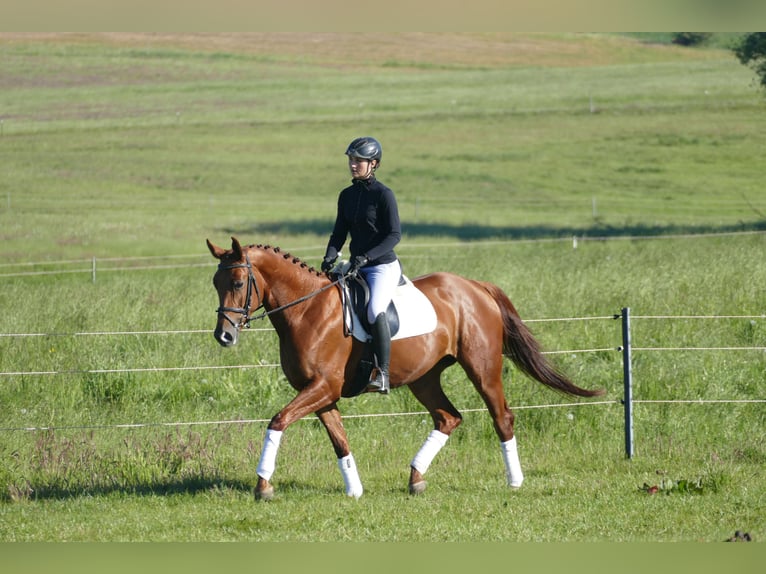 Trakehner Stute 4 Jahre 169 cm Fuchs in Ganschow