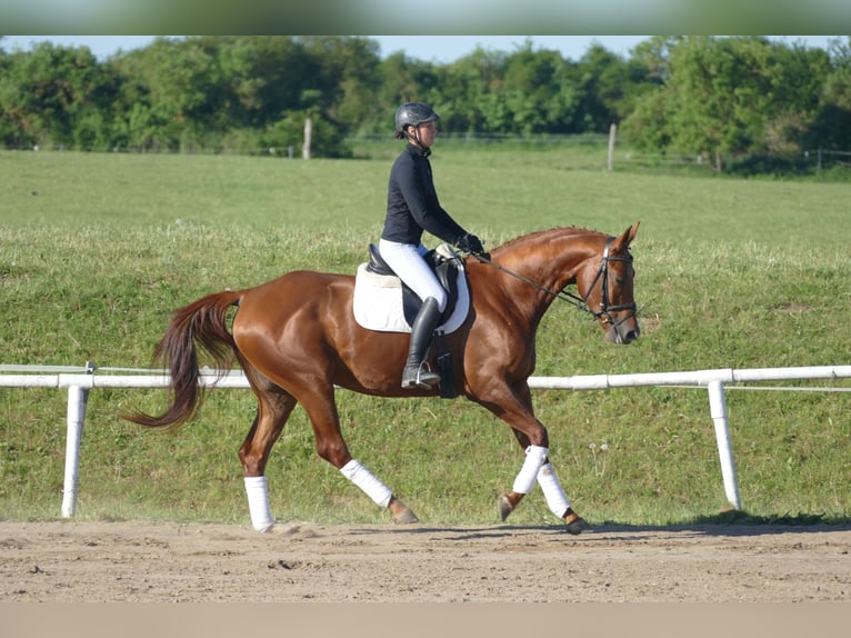 Trakehner Stute 4 Jahre 169 cm Fuchs in Ganschow