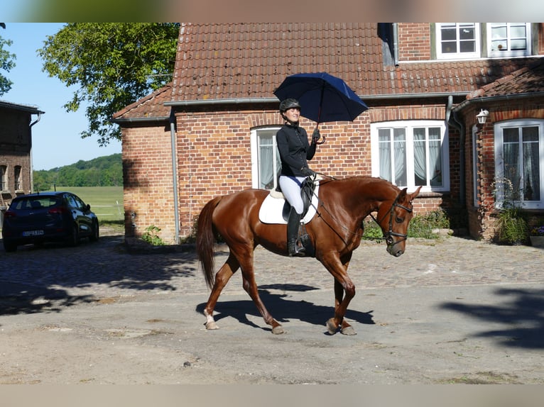 Trakehner Stute 4 Jahre 169 cm Fuchs in Ganschow