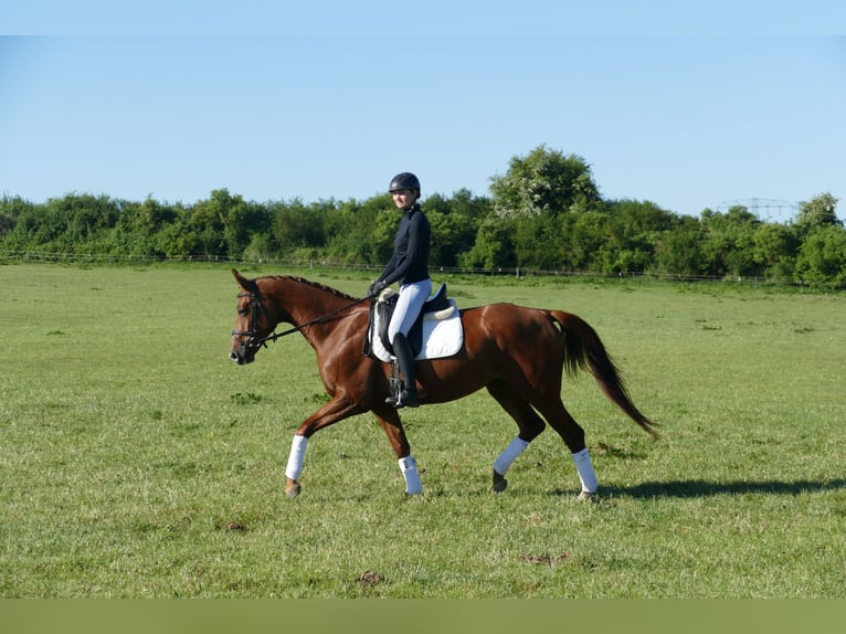 Trakehner Stute 4 Jahre 169 cm Fuchs in Ganschow