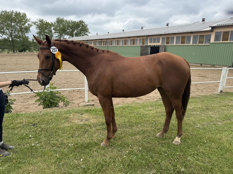 Trakehner Stute 4 Jahre 169 cm Fuchs in Ganschow