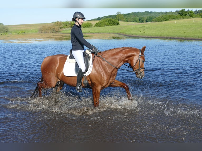 Trakehner Stute 4 Jahre 169 cm Fuchs in Ganschow