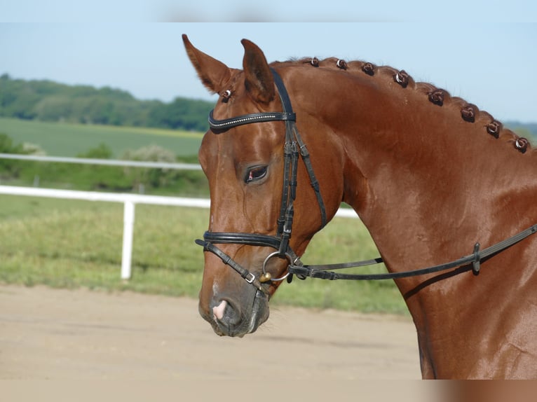Trakehner Stute 4 Jahre 169 cm Fuchs in Ganschow