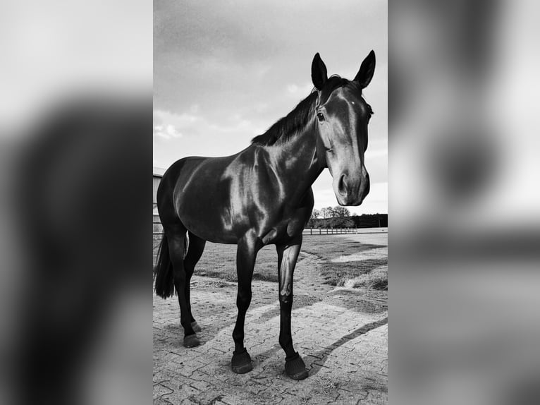 Trakehner Stute 4 Jahre 173 cm Schwarzbrauner in Haren