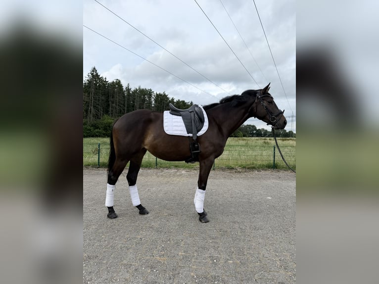 Trakehner Stute 4 Jahre 173 cm Schwarzbrauner in Haren