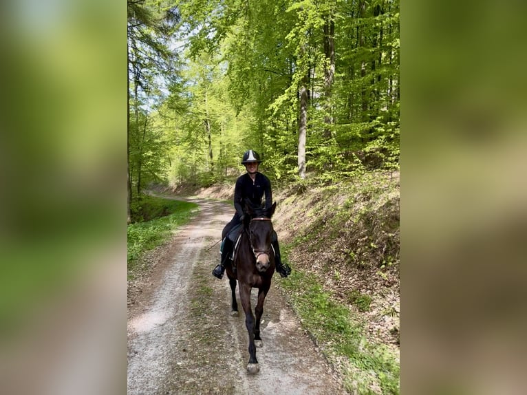 Trakehner Stute 4 Jahre 173 cm Schwarzbrauner in Haren