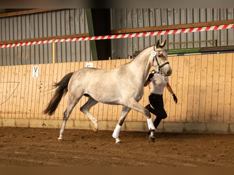 Trakehner Stute 4 Jahre Schimmel in Kiel