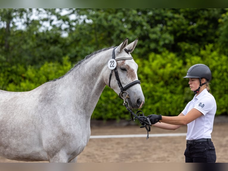 Trakehner Stute 4 Jahre Schimmel in Kiel