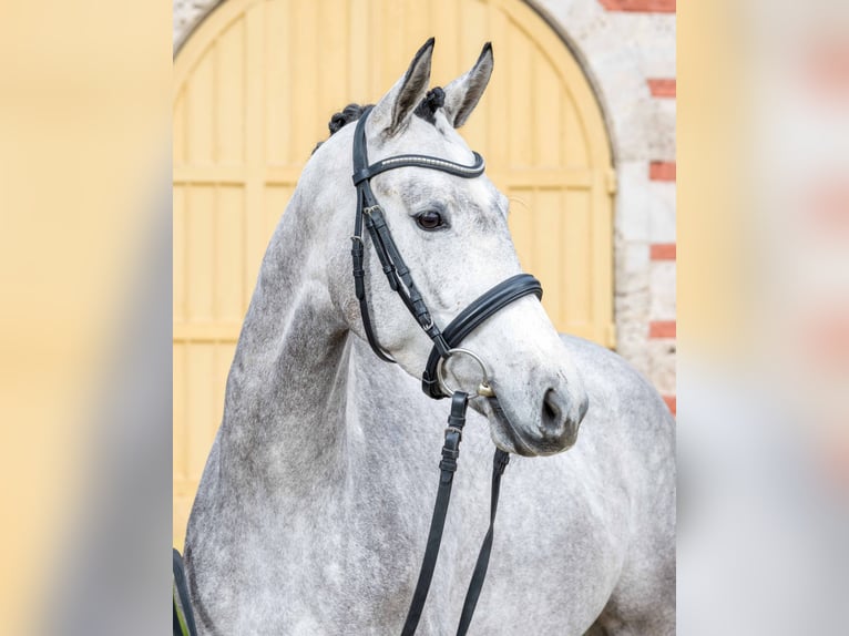 Trakehner Stute 4 Jahre Schimmel in Gomadingen